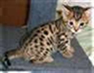 Magnifiques chatons Bengale &#224; donner