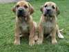 Chiots Boerboel enregistrés