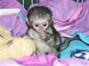 Deux mignon singe capucin disponible - photo 1