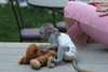 Meilleure s&#233;lection singe capucin pour adoption - photo 1