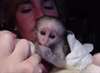 Adorables bébés singe capucins !!! mâle et femelle