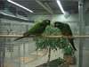 A donner  perroquet femelle et mâle , ara maracana