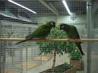 A donner  perroquet femelle et m&#226;le , ara maracana