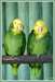 2 perroquet naque jaune disponible pou adoption