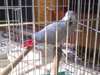 je donne deux  perroquet gris du Gabon race pure - photo 1