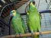 couple perroquet Amazone a donner contre bon soin