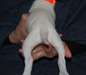 Chiots disponibles Dogo Argentino - photo 1