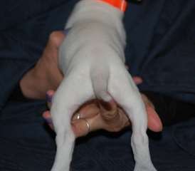 Chiots disponibles Dogo Argentino