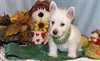 Charmant chiots West Highland White Terrier - photo 1