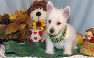Charmant chiots West Highland White Terrier
