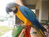 perroquet Macaw A VENDRE - photo 1