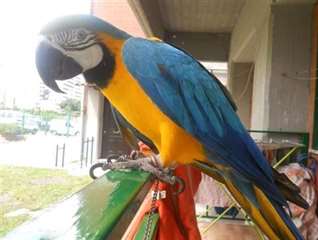 perroquet Macaw A VENDRE