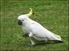 Jolie perroquet Cockatoo a vendre - photo 1
