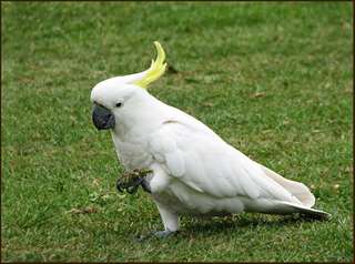 Jolie perroquet Cockatoo a vendre