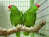 2  perroquets Amazone a vendre - photo 1