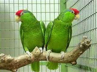 2  perroquets Amazone a vendre