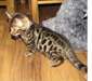 A donner chatons bengal