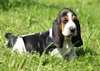 Chiots basset hound pour adoption - photo 1