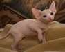 Chaton sphynx mâle et femelle à donner ..