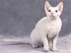 Chaton Devon Rex pour adoption
