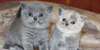 Chats de race British Shorthair de 3mois