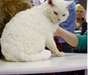 Disponible des très rare chaton Rex allemand,