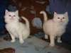Beaux chatons Angoras Turcs disponible