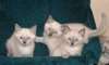 Chaton de pure race balinais pour adoption