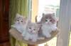 Chaton British longhair disponible