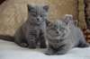 Magnifiques chatons type British Shorthair