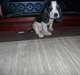 Chiots Basset Hound a vendre
