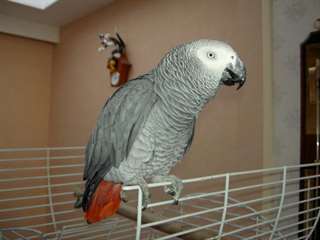 Magnifique perroquet gris du Gabon m&#226;le