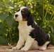 Chiots english springer spaniel a donner