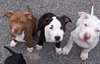 Chiots American staffordshire terrier a donner