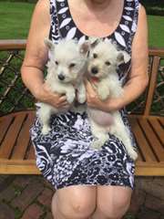 Chiots West Highland Terrier &#224; vendre