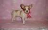 A donner chiot type chihuahua femelle - photo 1