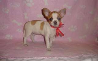 A donner chiot type chihuahua femelle