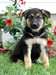 chiots berger allemand a donner