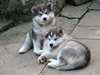 Chiots alaskan malamut pour adoption