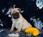 pure race chiots carlin disponible pour adoption