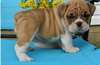 CHIOTS Bulldog ANGLAIS PRÊT A PARTIR AU FAMILLE