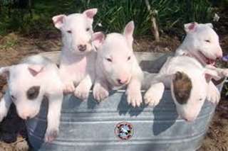PURE RACE CHIOTS BULL TERRIER