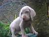 Magnifique chiots Braque de Weimar a donner