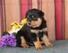 Chiots rottweiler mâle et femelle pour adoption