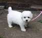 Chiots bichon frise recherche famille