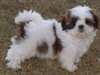 NOUS AVONS DES TRES BEAUX CHIOTS SHIH TZU