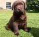 Chiots labrador retriever chocolat a donner.