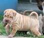 Chiots shar pei chinois pour adoption