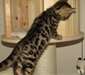 A donner chatons bengal - photo 1