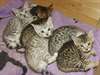 3 adorables chatons Bengal loof - photo 1